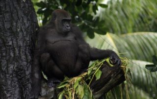 Gorilla Adjibolo July 2019