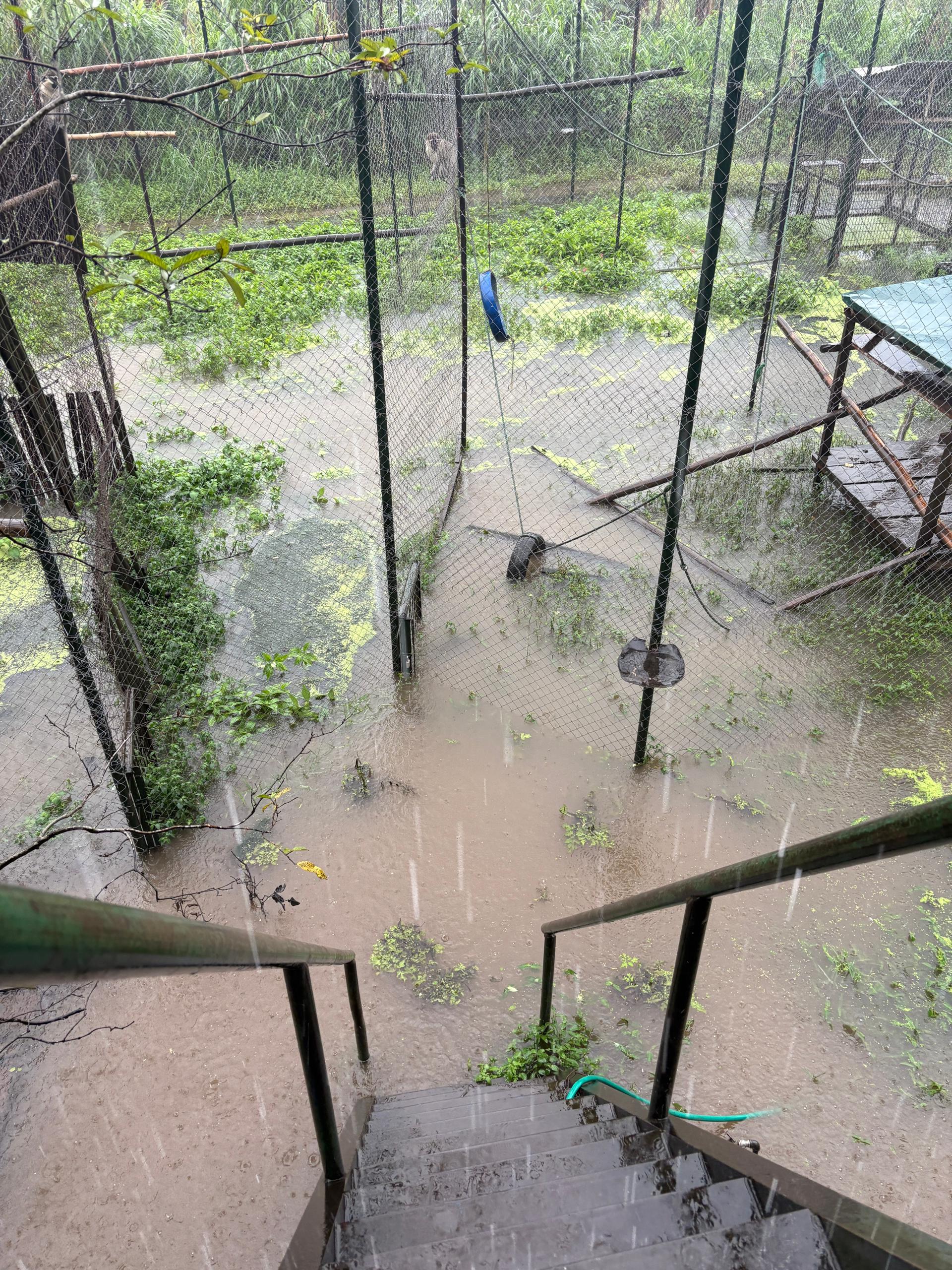this is a photo taken from the top of some stairs looking down. You can see that there is no longer any visible ground, only muddy water. You can see structures in the cage are fully or partially submerged into the water