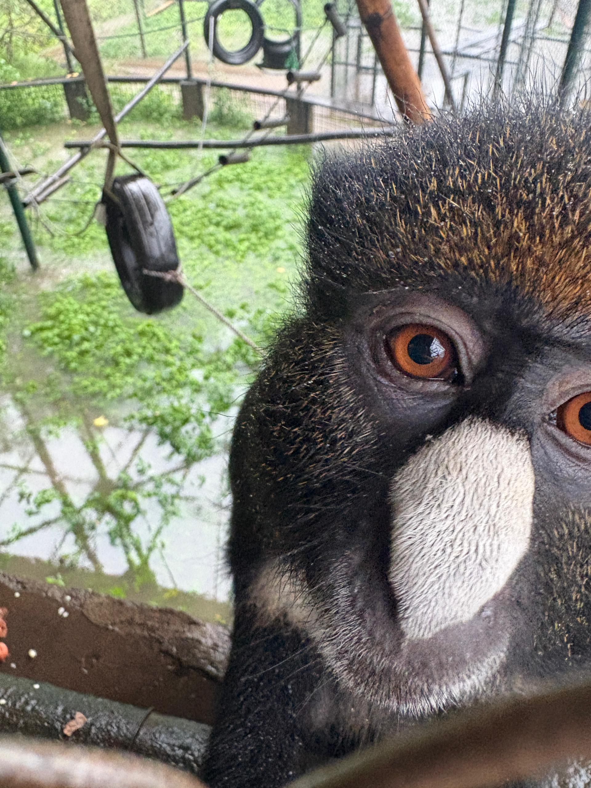 this is a photo taken from the top of some stairs looking down. You can see that there is no longer any visible ground, only muddy water. You can see structures in the cage are fully or partially submerged into the water